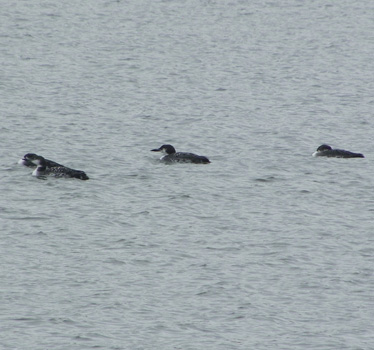 Four Common Loons 10_31_2013
